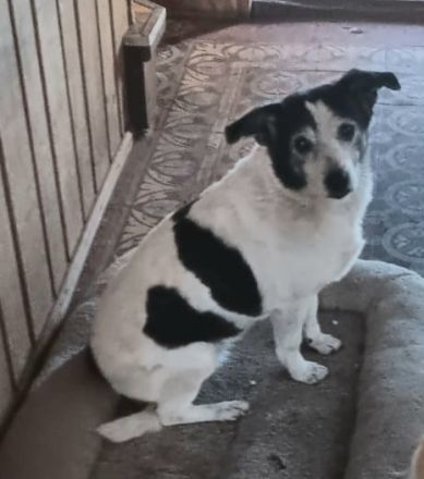 Xipsy sucht Altersruhesitz