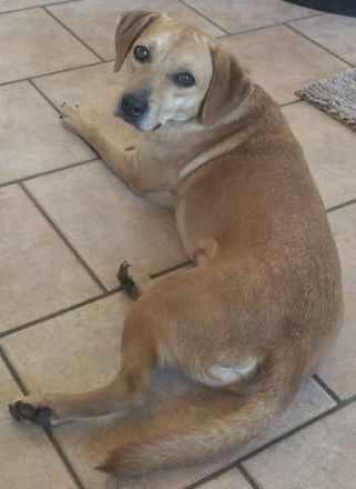 Fitz und Ford 2; Hound-Mischlinge (zur Pflege 59423 Unna)