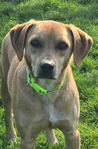 Fitz; Hound-Mischling (zur Pflege 59423 Unna)