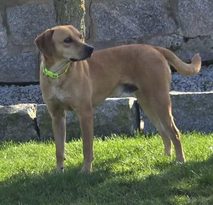 Fitz; Hound-Mischling (zur Pflege 59423 Unna)