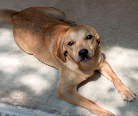 Fitz und Ford 2; Hound-Mischlinge (zur Pflege 59423 Unna)