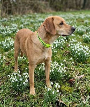 Fitz; Hound-Mischling (zur Pflege 59423 Unna)