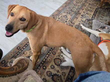 Fitz und Ford 2; Hound-Mischlinge (zur Pflege 59423 Unna)