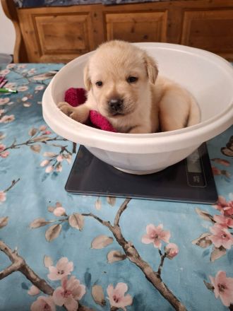 Labrador Welpen