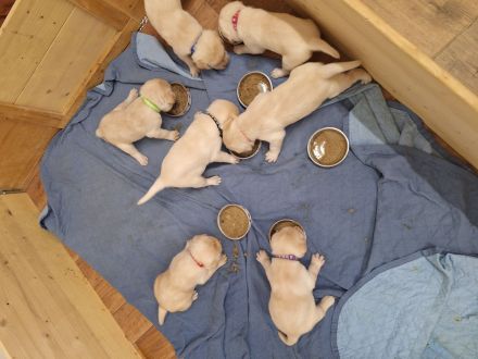 Labrador Welpen