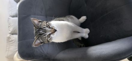 EKH Kater 5 Monate alt