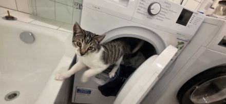 EKH Kater 5 Monate alt