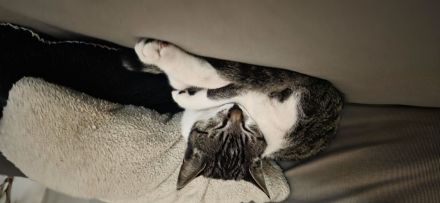 EKH Kater 5 Monate alt