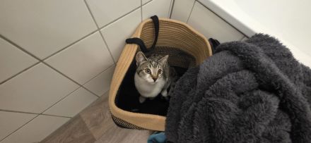 EKH Kater 5 Monate alt