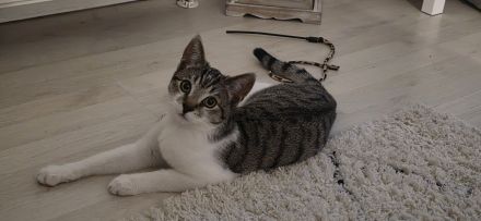 EKH Kater 5 Monate alt