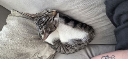 EKH Kater 5 Monate alt