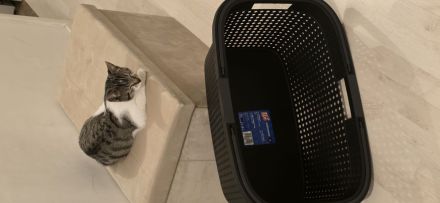 EKH Kater 5 Monate alt