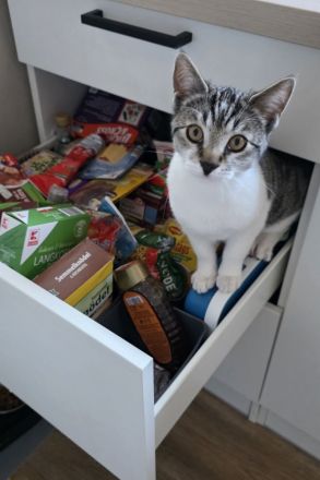 EKH Kater 5 Monate alt