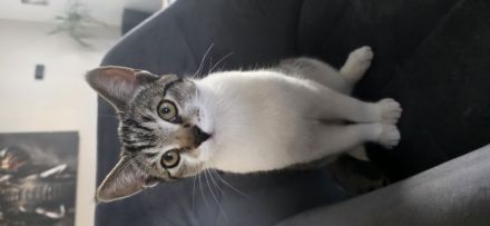 EKH Kater 5 Monate alt