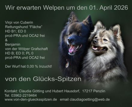 Großspitzwelpen - Die Welpen sind da!