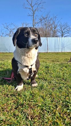 Daizy, eine freundliche kleine Lady