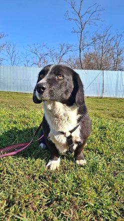 Daizy, eine freundliche kleine Lady