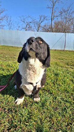 Daizy, eine freundliche kleine Lady