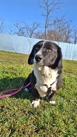 Daizy, eine freundliche kleine Lady