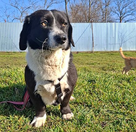 Daizy, eine freundliche kleine Lady