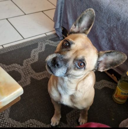 Jule sucht ein Zuhause