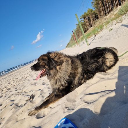 Mischlingswelpen Kaukasischer Owtscharka / Schäferhund