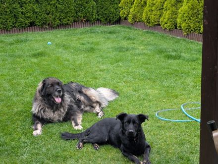 Mischlingswelpen Kaukasischer Owtscharka / Schäferhund