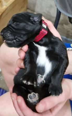 Mischlingswelpen Kaukasischer Owtscharka / Schäferhund