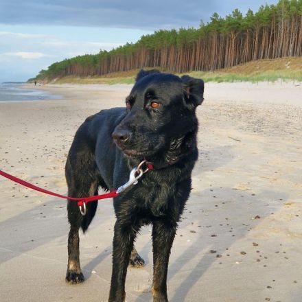 Mischlingswelpen Kaukasischer Owtscharka / Schäferhund