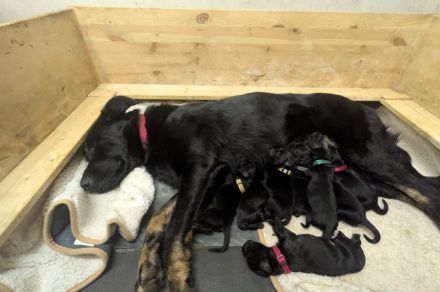 Mischlingswelpen Kaukasischer Owtscharka / Schäferhund