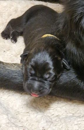 Mischlingswelpen Kaukasischer Owtscharka / Schäferhund