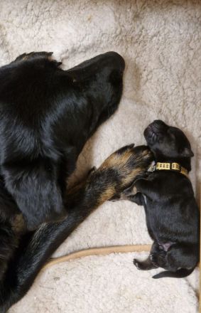 Mischlingswelpen Kaukasischer Owtscharka / Schäferhund