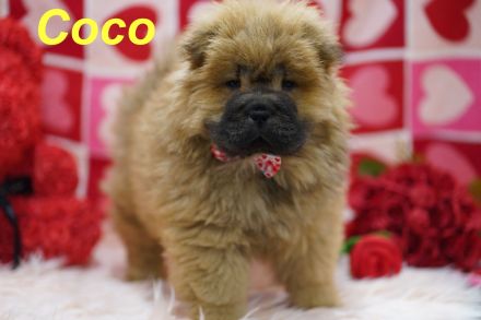 Bezaubernde & Gesunde Chow Chow Welpen auf Familiensuche