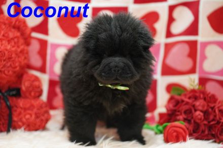 Bezaubernde & Gesunde Chow Chow Welpen auf Familiensuche