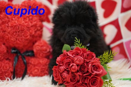 Bezaubernde & Gesunde Chow Chow Welpen auf Familiensuche