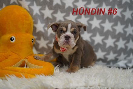 Gesunde & Reinrassige Englische Bulldogge Welpen