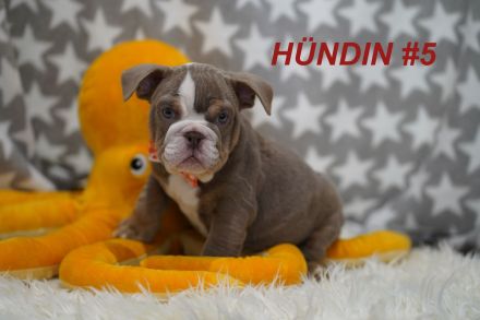 Gesunde & Reinrassige Englische Bulldogge Welpen