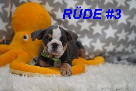 Gesunde & Reinrassige Englische Bulldogge Welpen