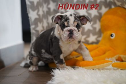 Gesunde & Reinrassige Englische Bulldogge Welpen
