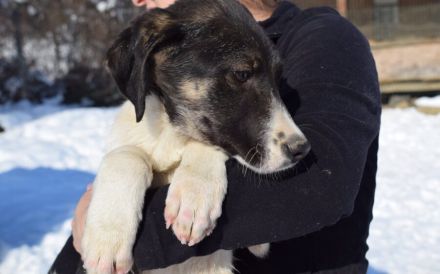 Hübscher Jungspund Matti sucht seine Menschen