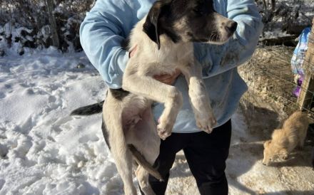 Hübscher Jungspund Matti sucht seine Menschen