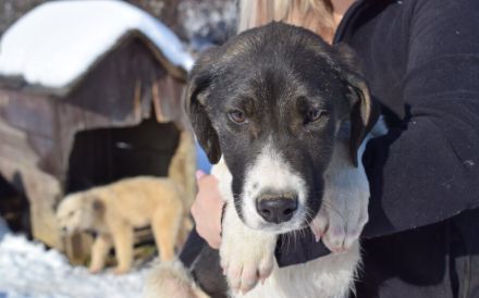 Hübscher Jungspund Matti sucht seine Menschen