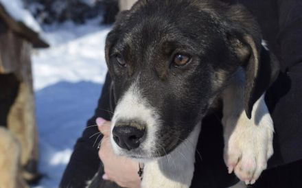 Hübscher Jungspund Matti sucht seine Menschen