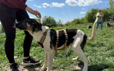 Hübscher Jungspund Matti sucht seine Menschen