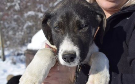 Hübscher Jungspund Matti sucht seine Menschen