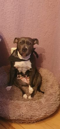 American Bulldog mix Hündin 2,5 Jahre