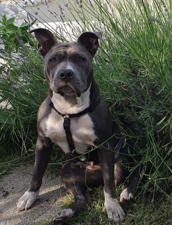 American Bulldog mix Hündin 2,5 Jahre