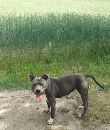 American Bulldog mix Hündin 2,5 Jahre