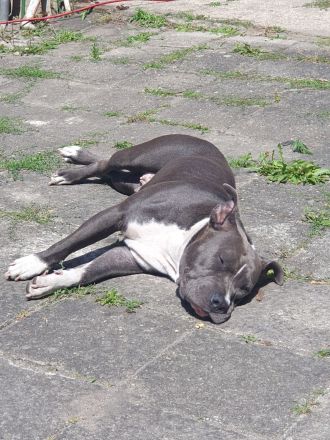 American Bulldog mix Hündin 2,5 Jahre