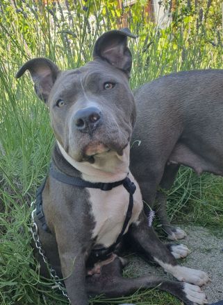 American Bulldog mix Hündin 2,5 Jahre